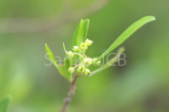 Dodonaea viscosa